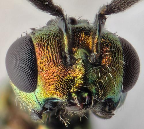 Miscogaster rufipes